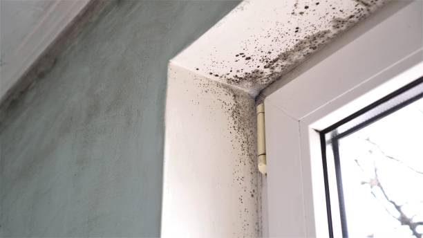 Best Post-Construction Mold Inspection  in Pagosa Springs, CO