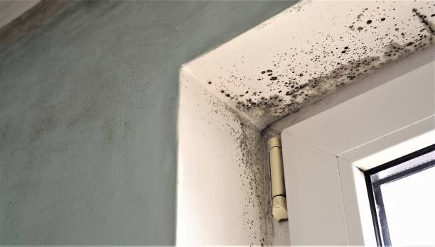 Best Environmental Consulting for Mold Prevention  in Pagosa Springs, CO