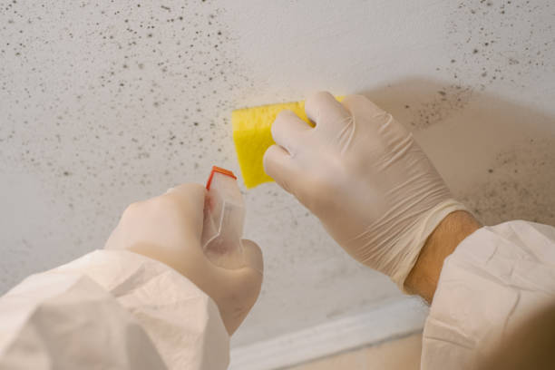 Best Industrial Mold Remediation  in Pagosa Springs, CO