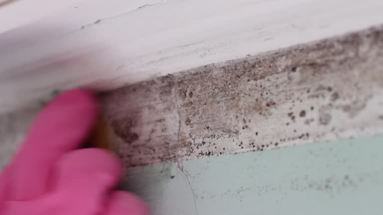 Best Real Estate Mold Inspection  in Pagosa Springs, CO